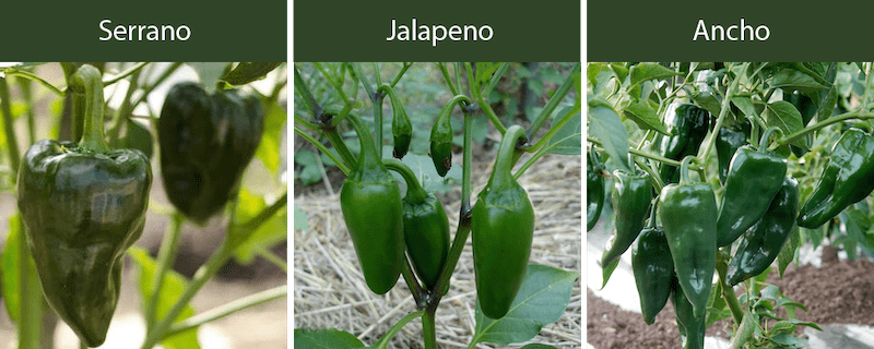 serrano peppers jalapeno peppers ancho pepper